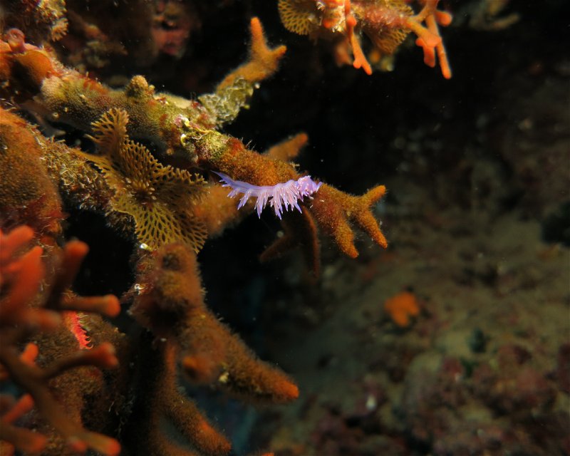 Divesite Image