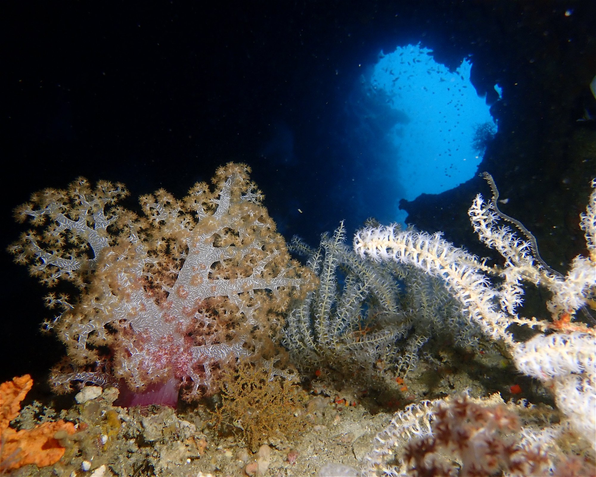 DivePoint Rannalhi, South Male Atoll