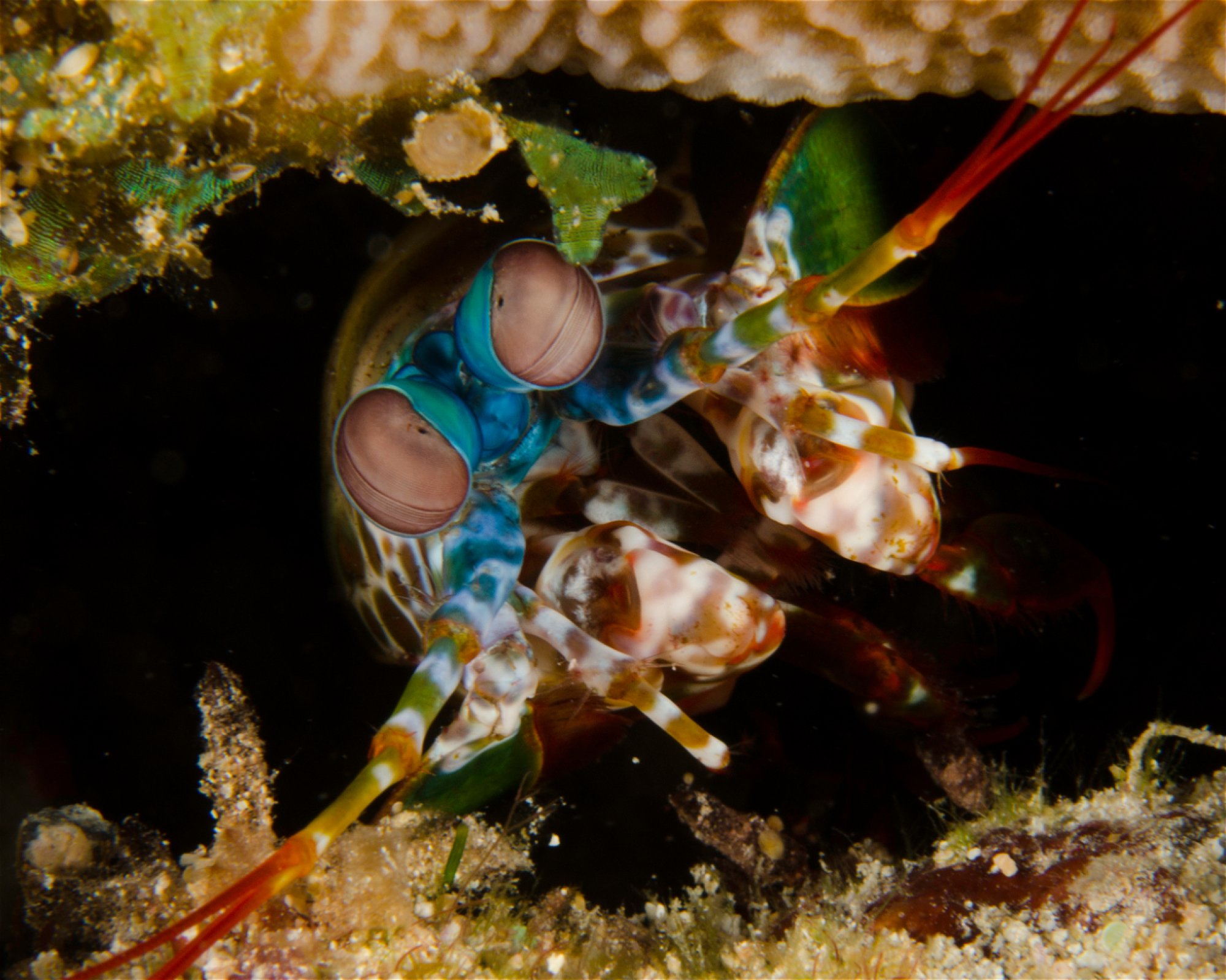 Scuba Guam, 96913 Tamuning