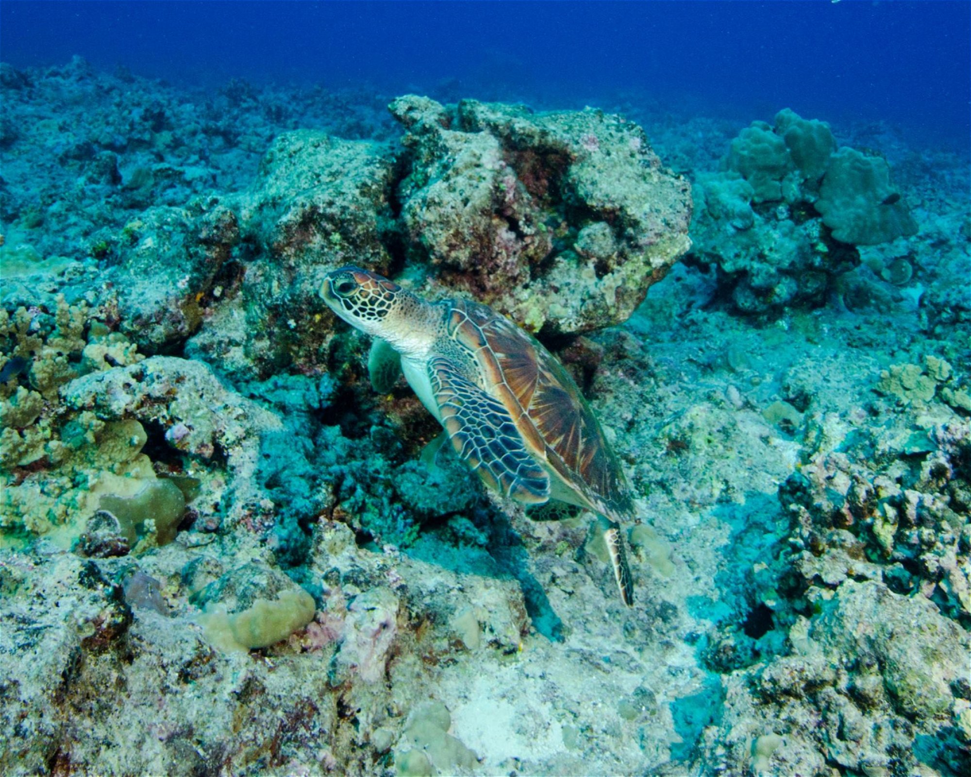 Scuba Guam, 96913 Tamuning