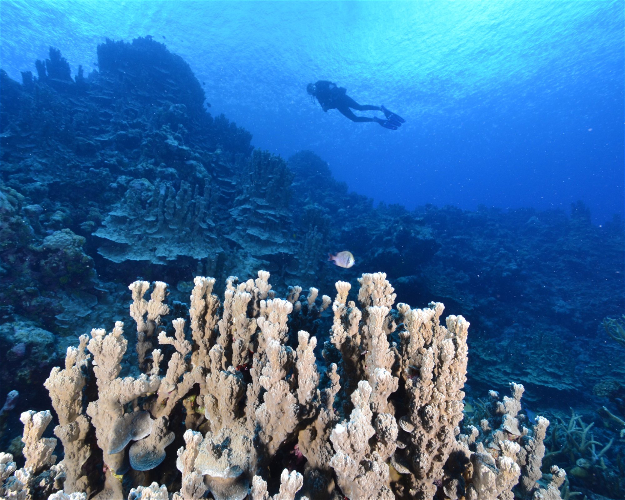 Scuba Guam, 96913 Tamuning