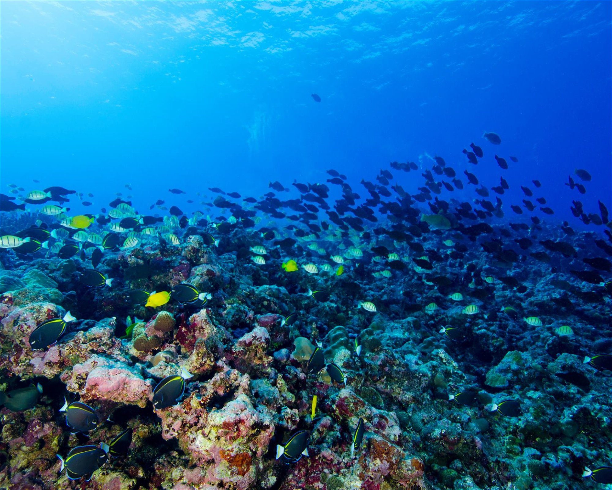 Scuba Guam, 96913 Tamuning