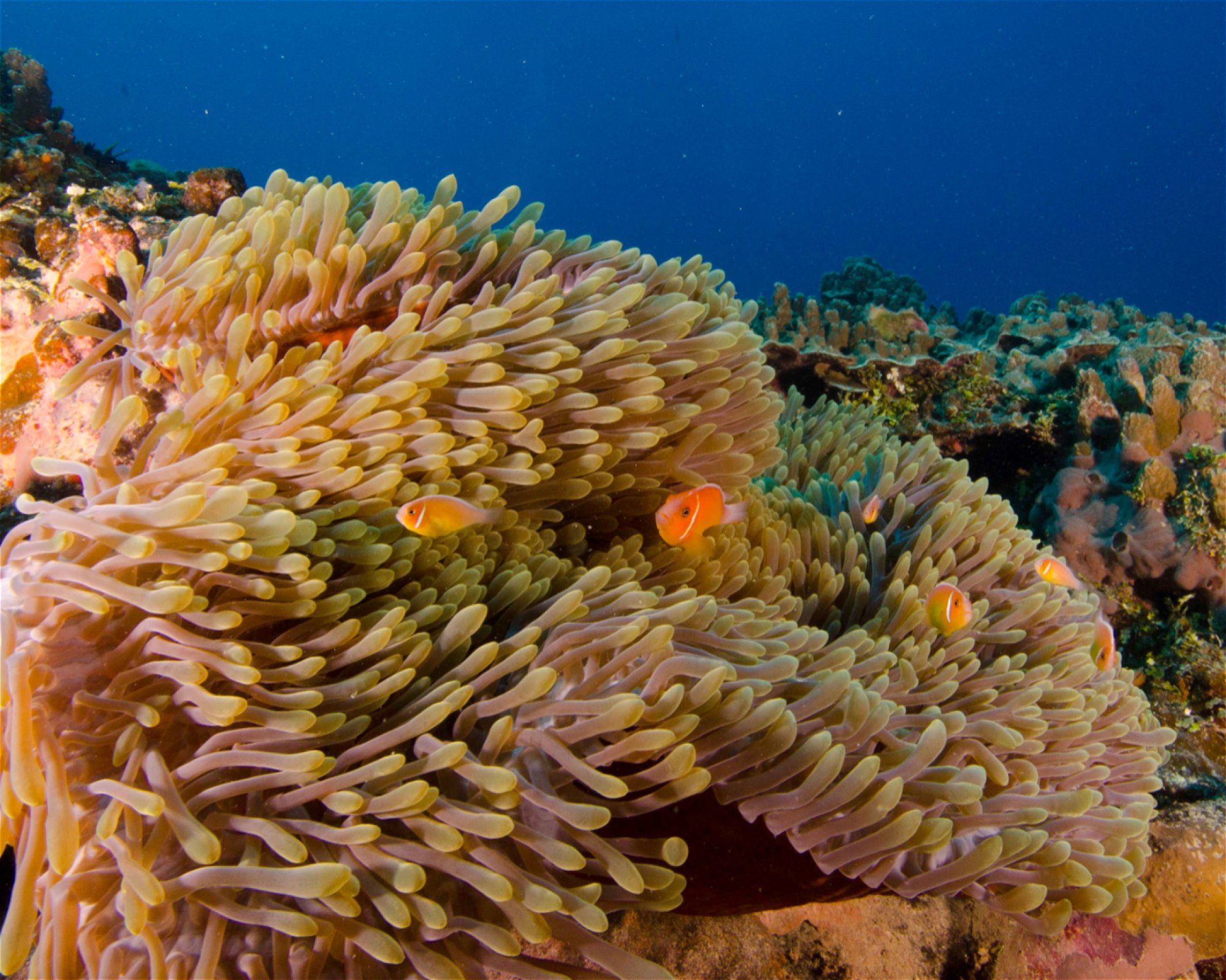 Scuba Guam, 96913 Tamuning