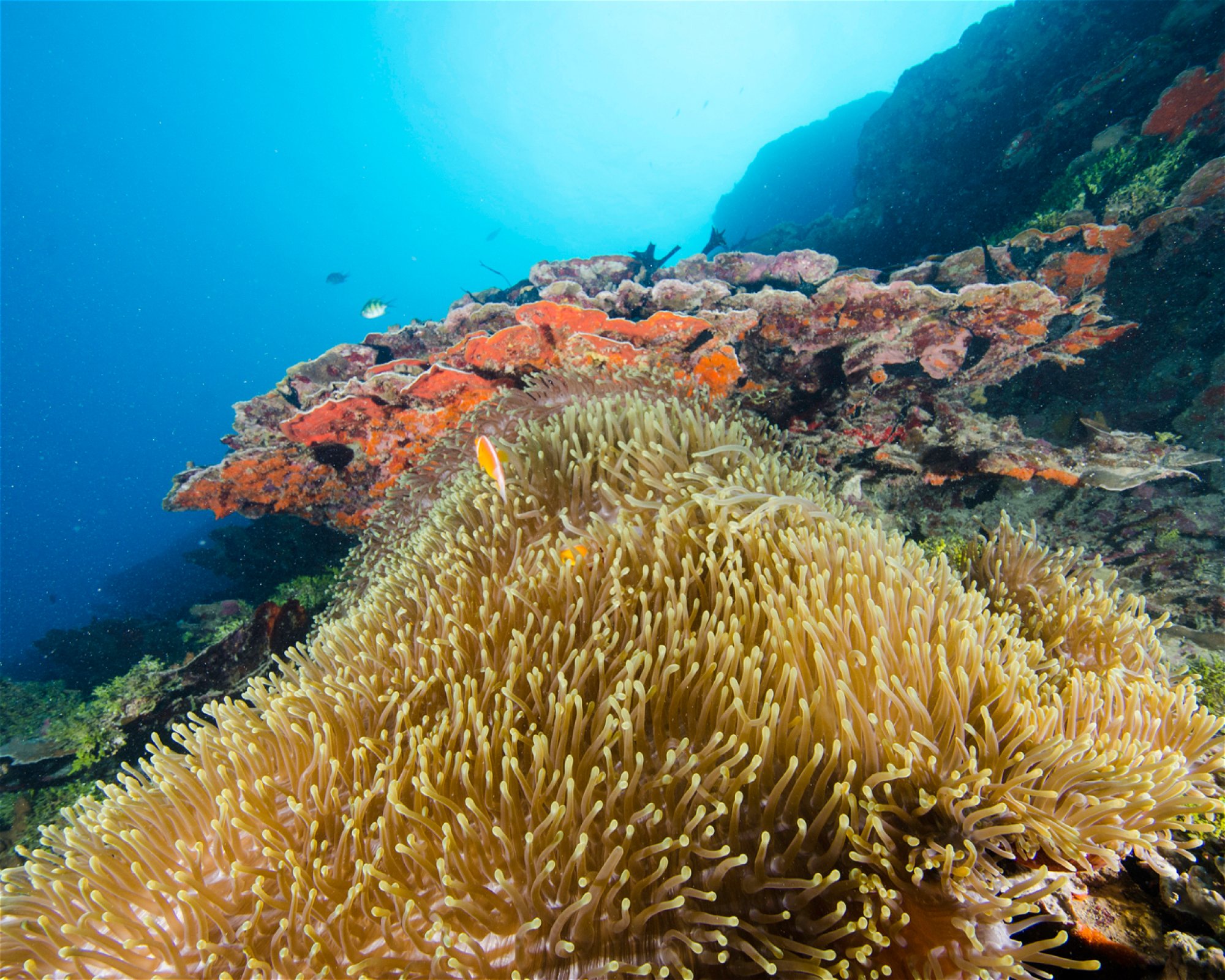 Scuba Guam, 96913 Tamuning