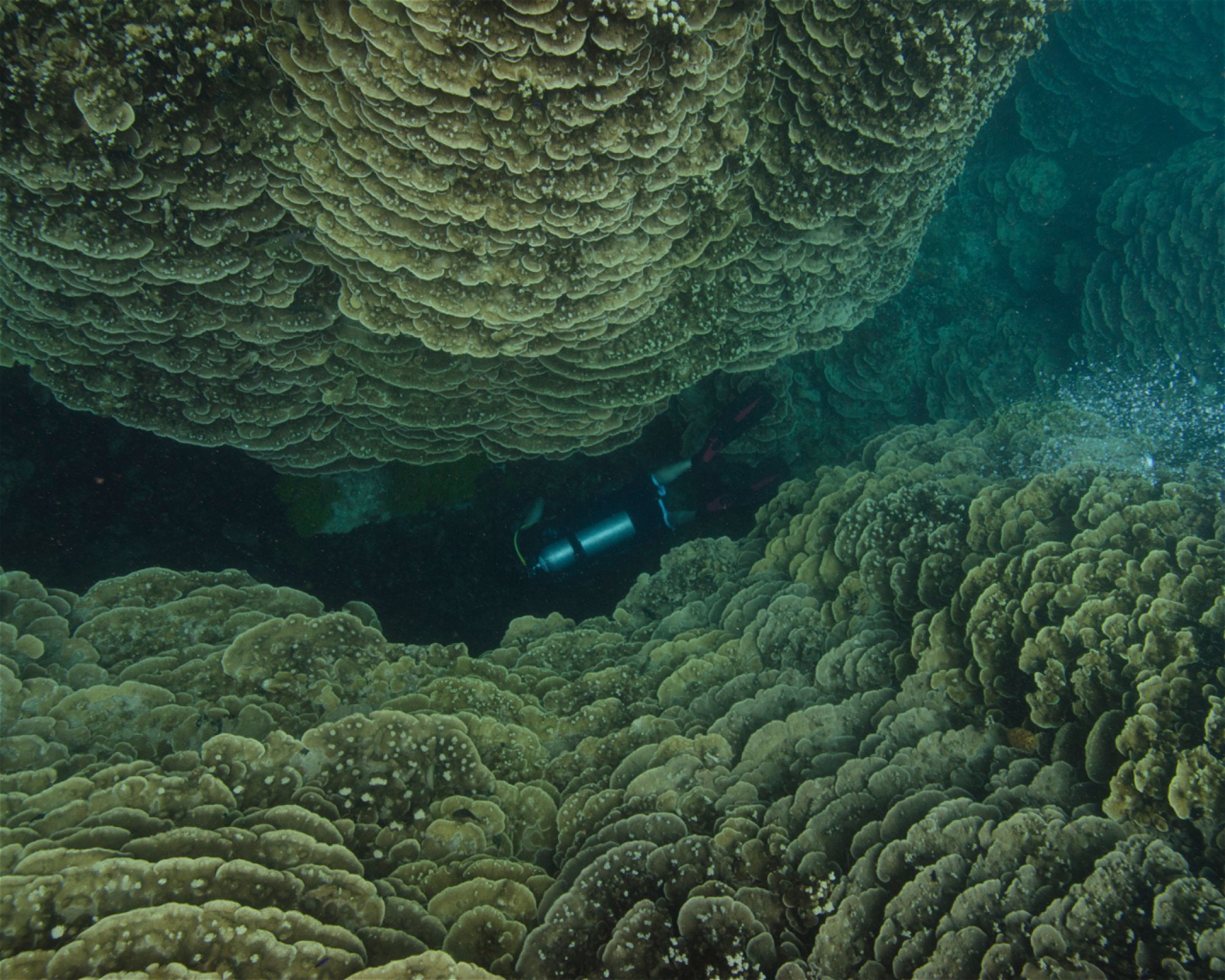 Scuba Guam, 96913 Tamuning