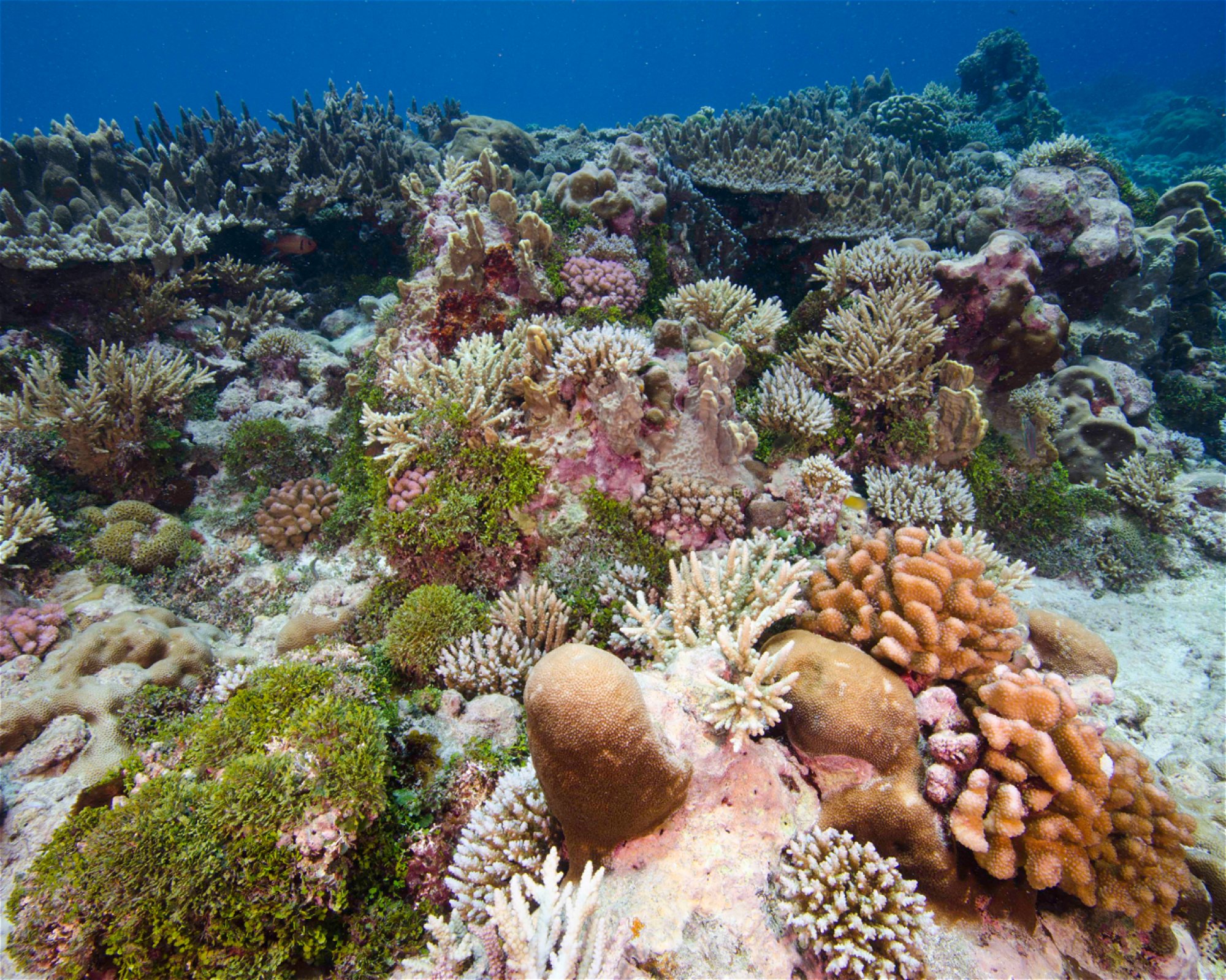 Scuba Guam, 96913 Tamuning