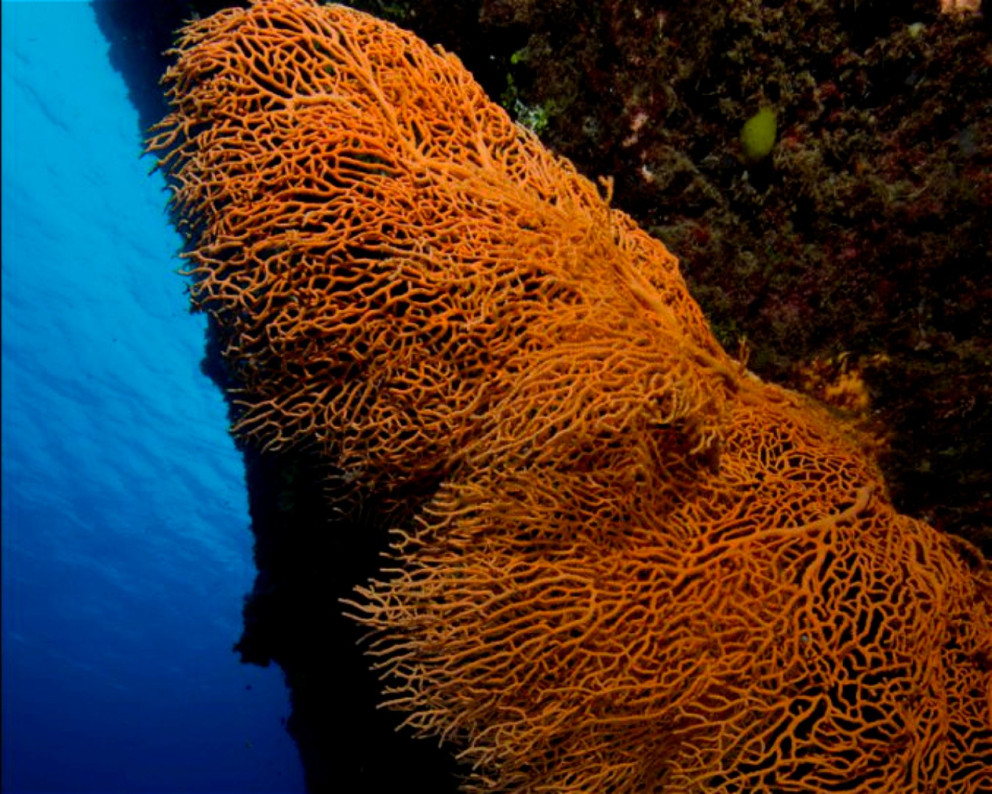 Scuba Guam, 96913 Tamuning