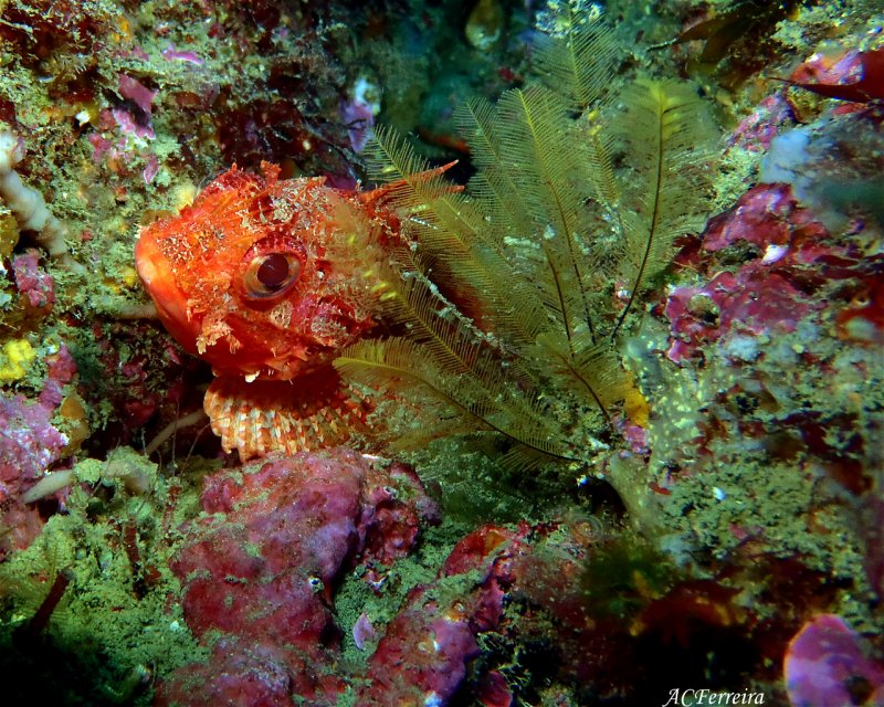Divesite Image