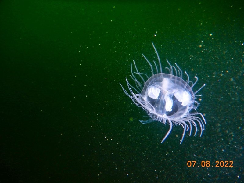 Divesite Image