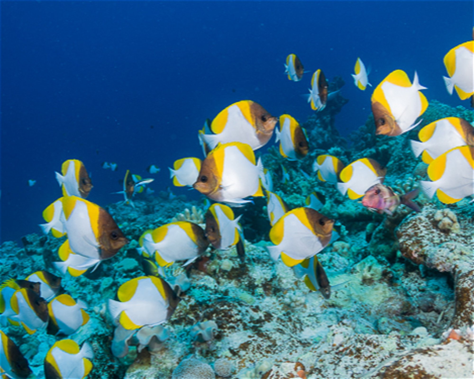 COCOS DIVE, 6799 COCOS K ISLANDS
