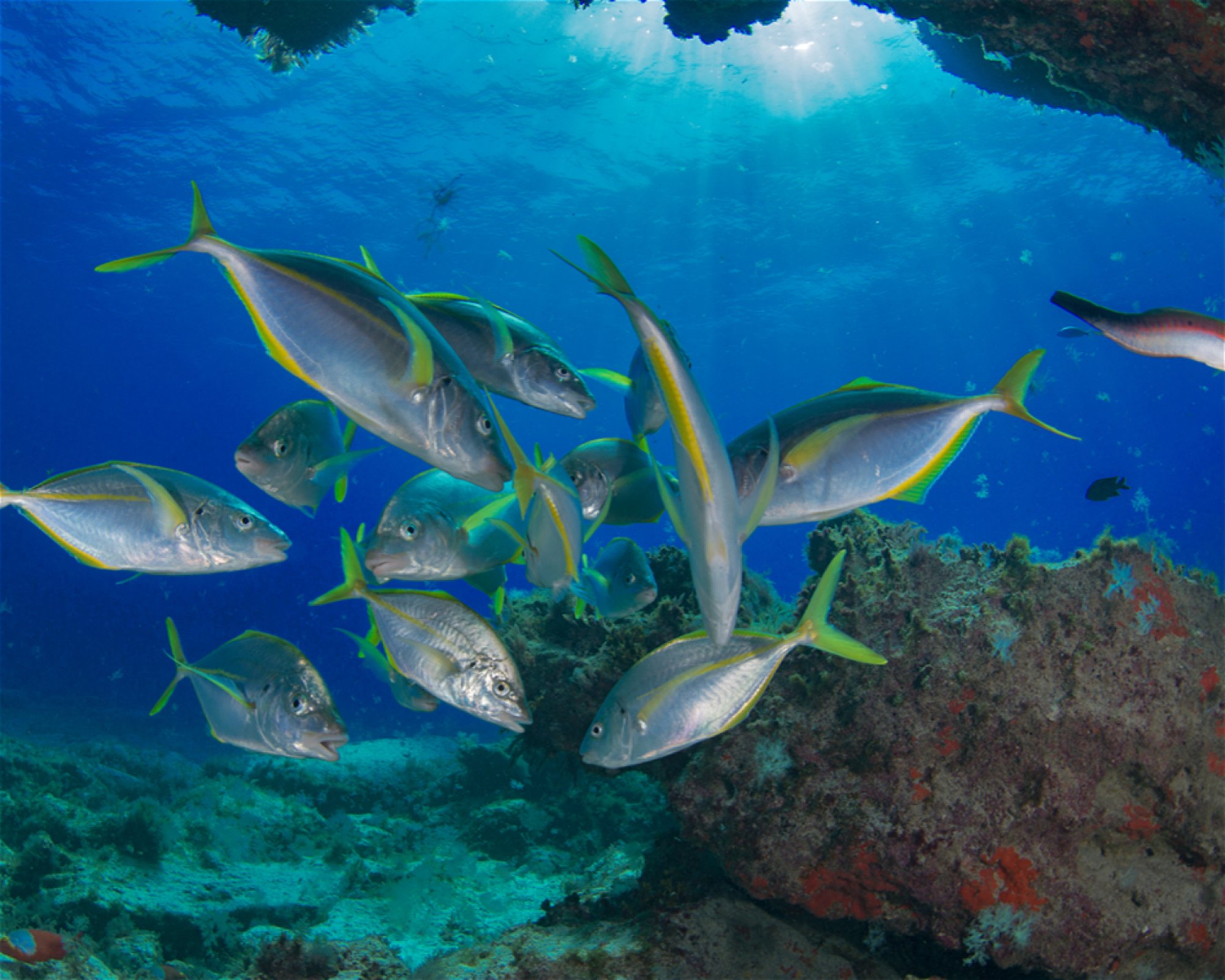 Punta Amanay SL, 35660 Fuerteventura, Corralejo