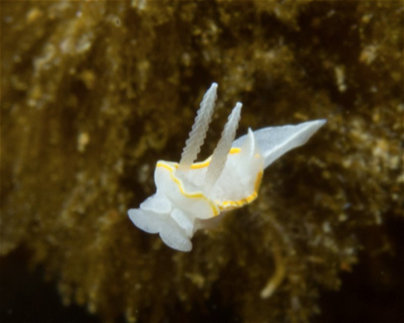 Divesite Image