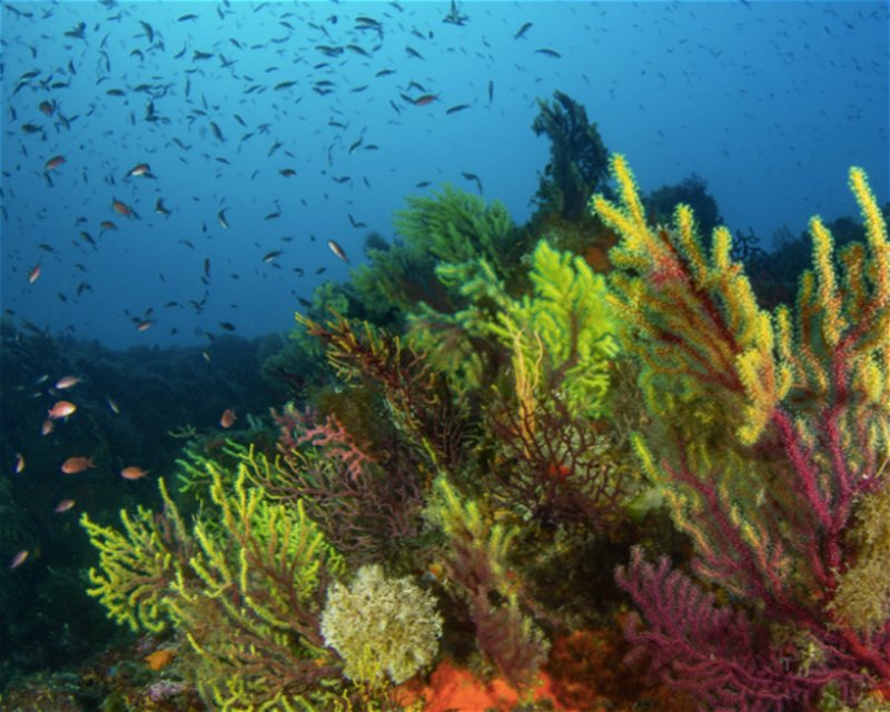Divesite Image