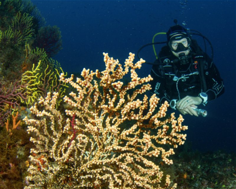 Divesite Image