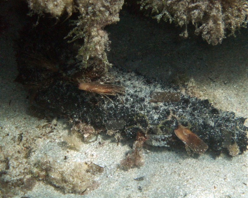 Divesite Image