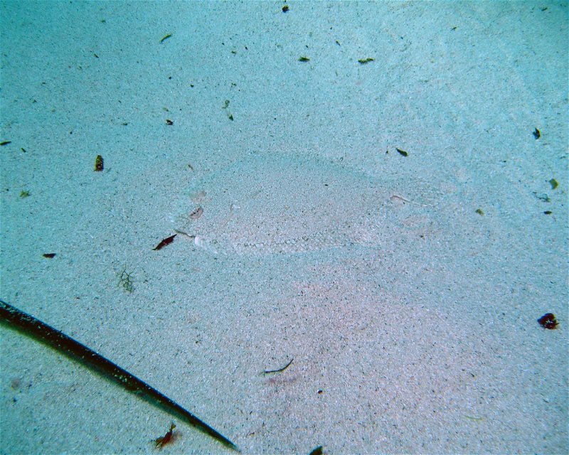Divesite Image