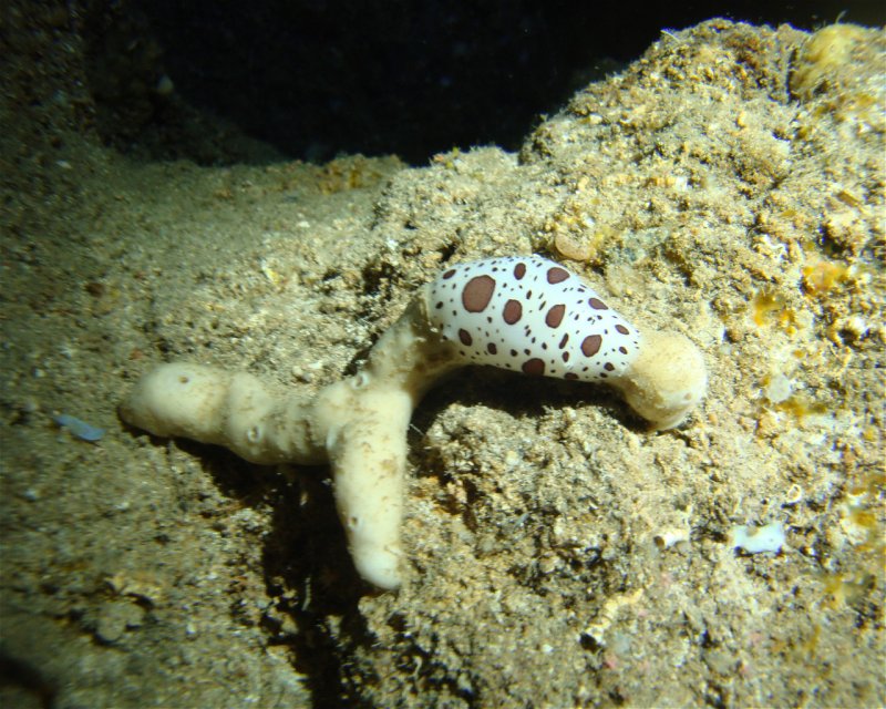 Divesite Image