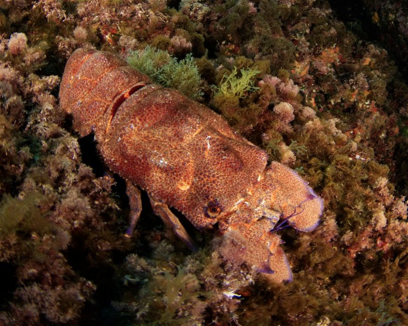 Divesite Image