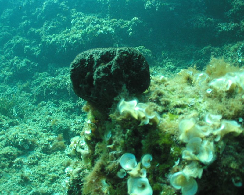 Divesite Image