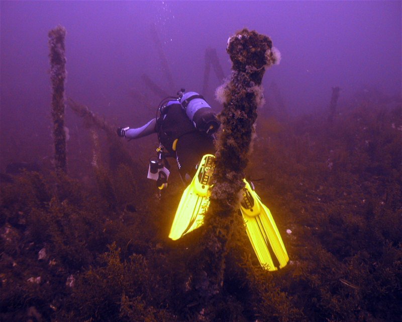 Divesite Image