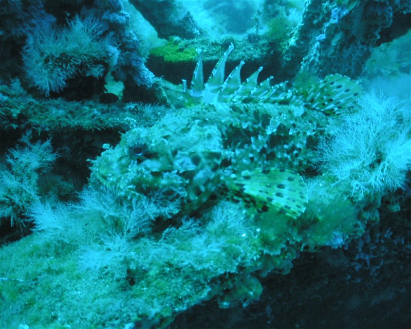 Divesite Image