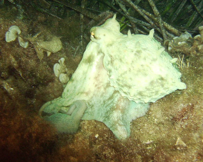 Divesite Image