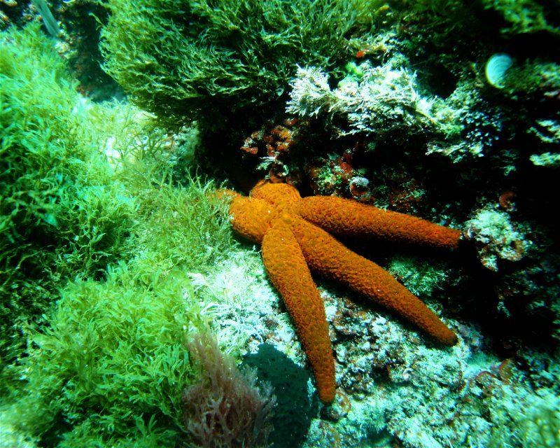 Divesite Image