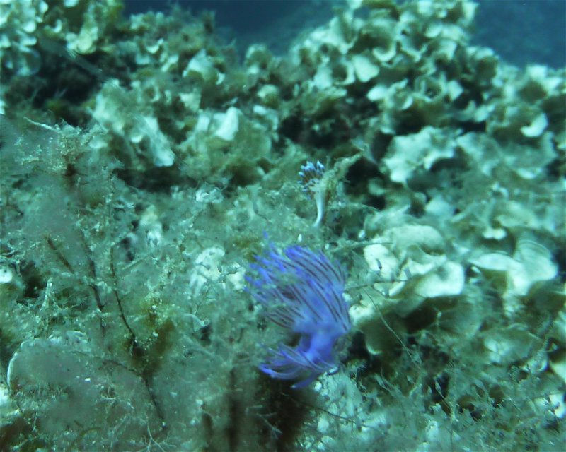 Divesite Image