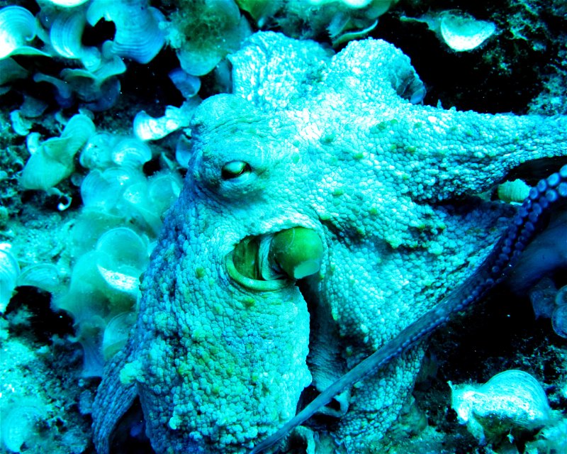 Divesite Image