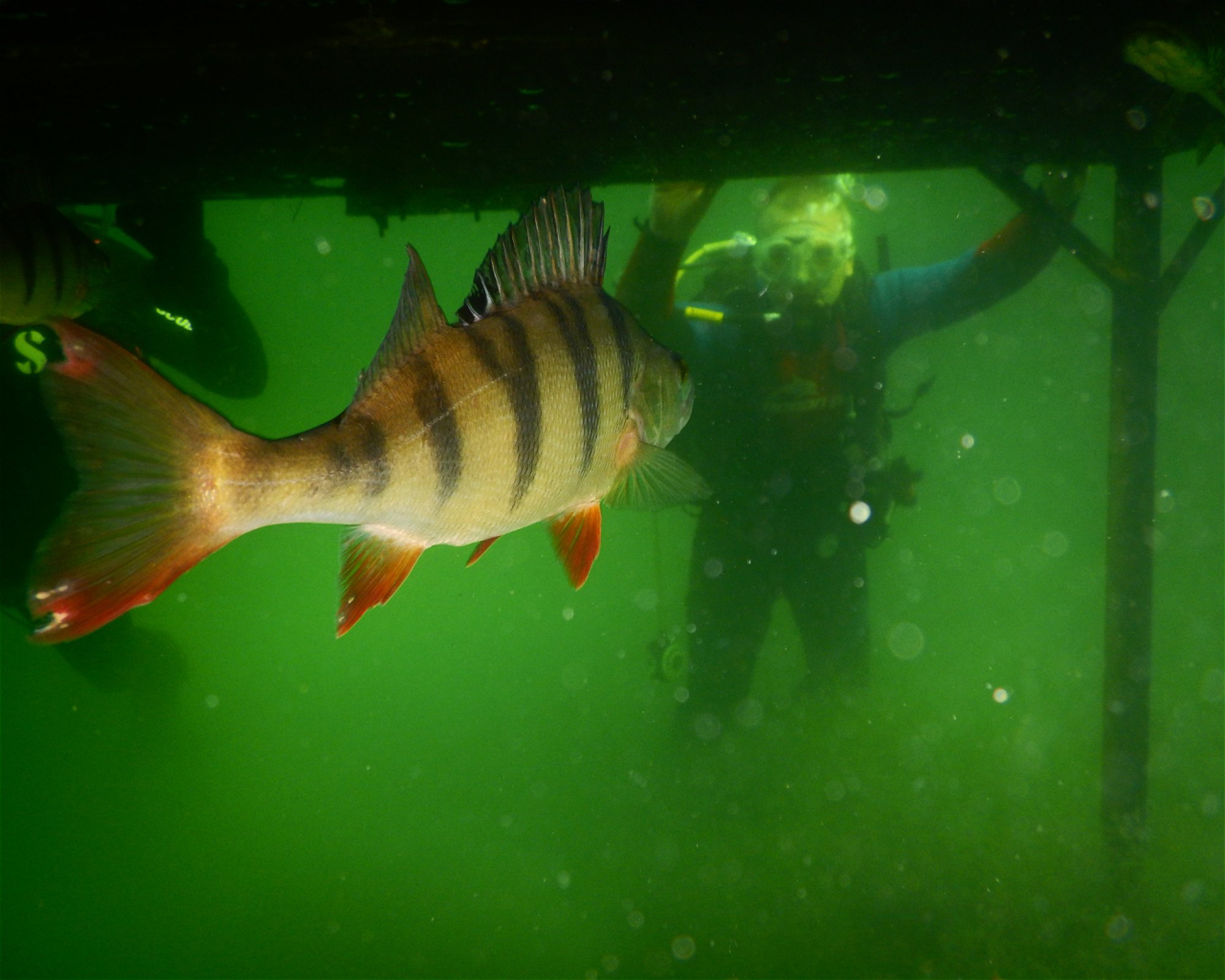 Scuba Dive Jacek Frydrych, 45-332 OPOLE