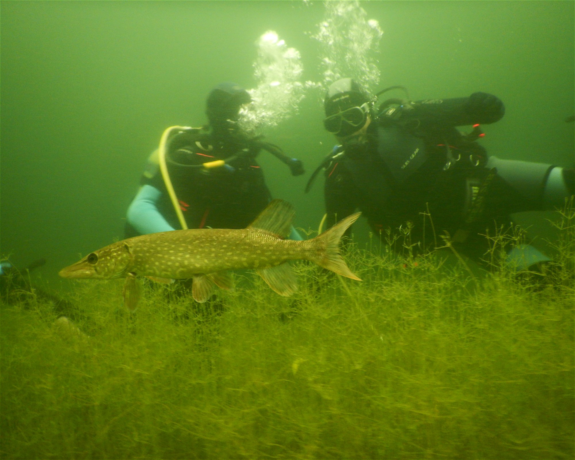 Scuba Dive Jacek Frydrych, 45-332 OPOLE