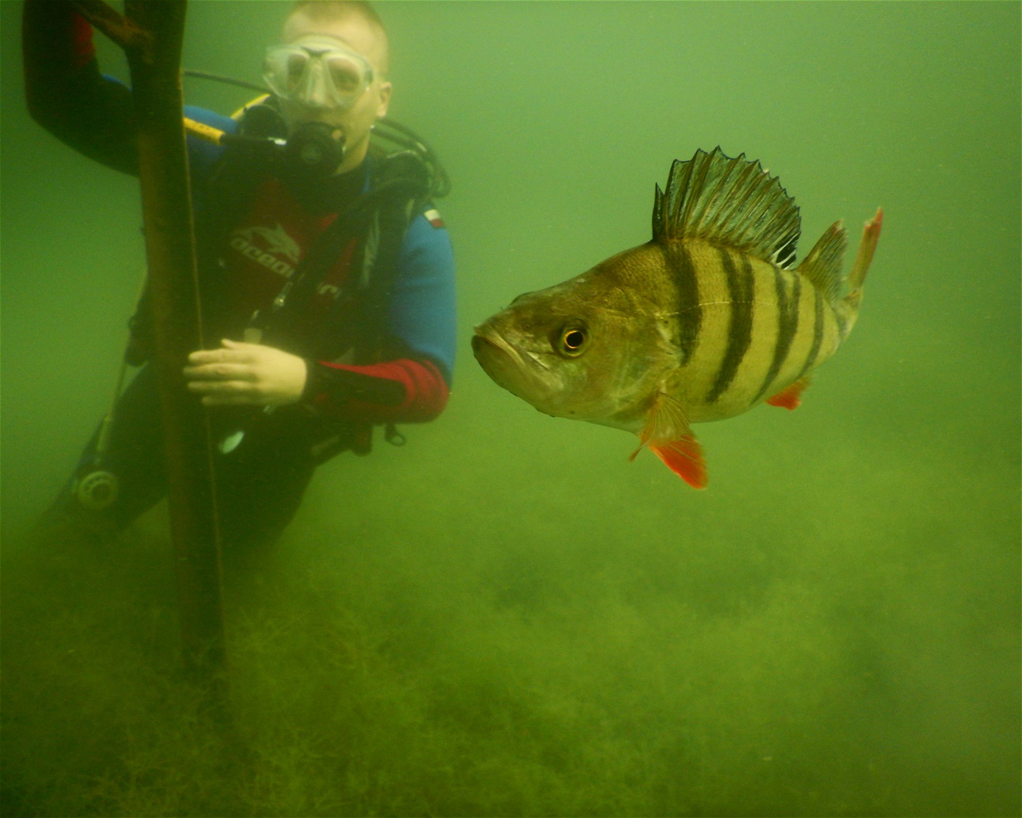 Scuba Dive Jacek Frydrych, 45-332 OPOLE