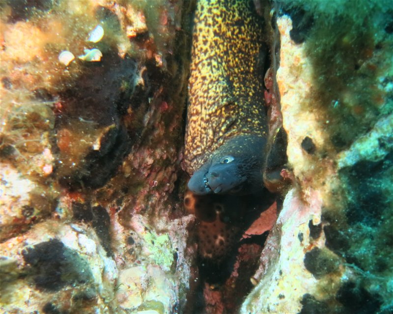 Divesite Image