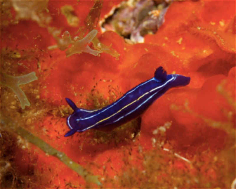 Divesite Image