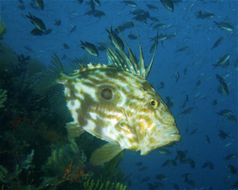Divesite Image