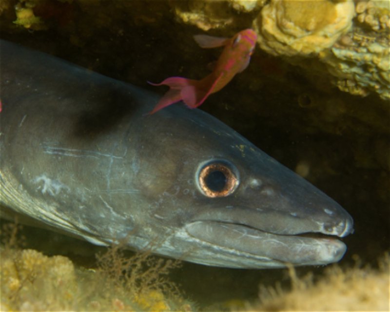 Divesite Image