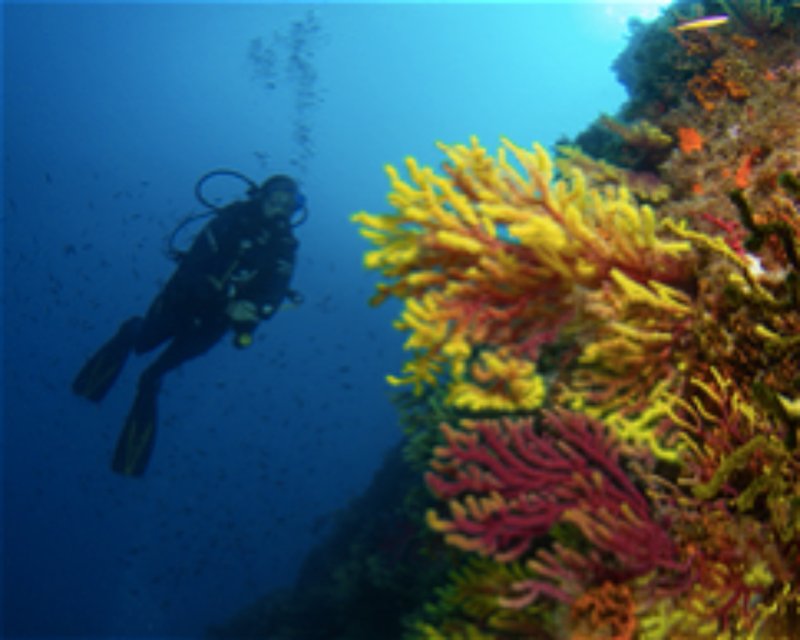 Divesite Image