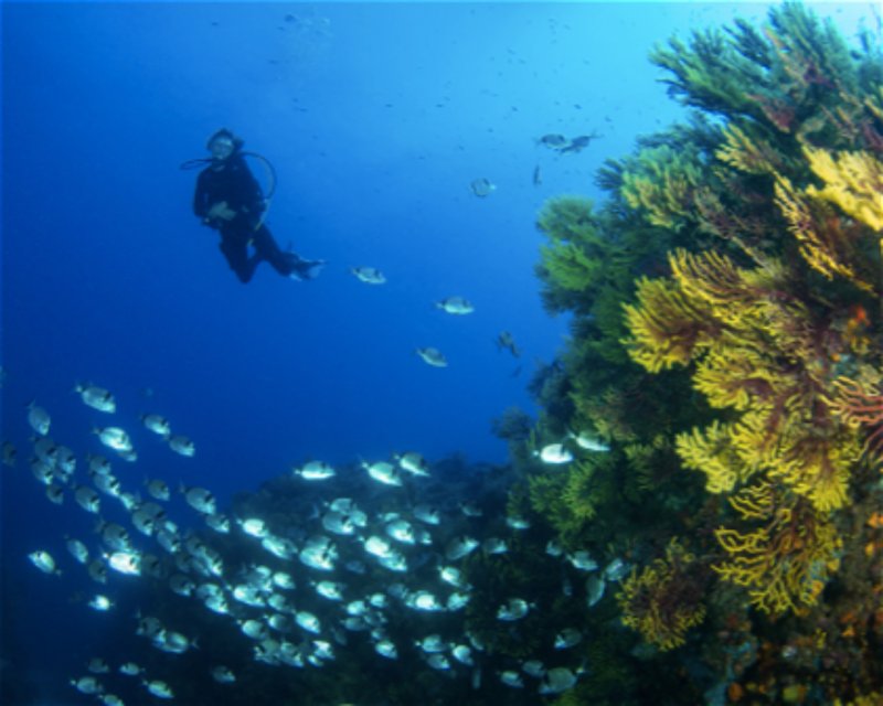 Divesite Image
