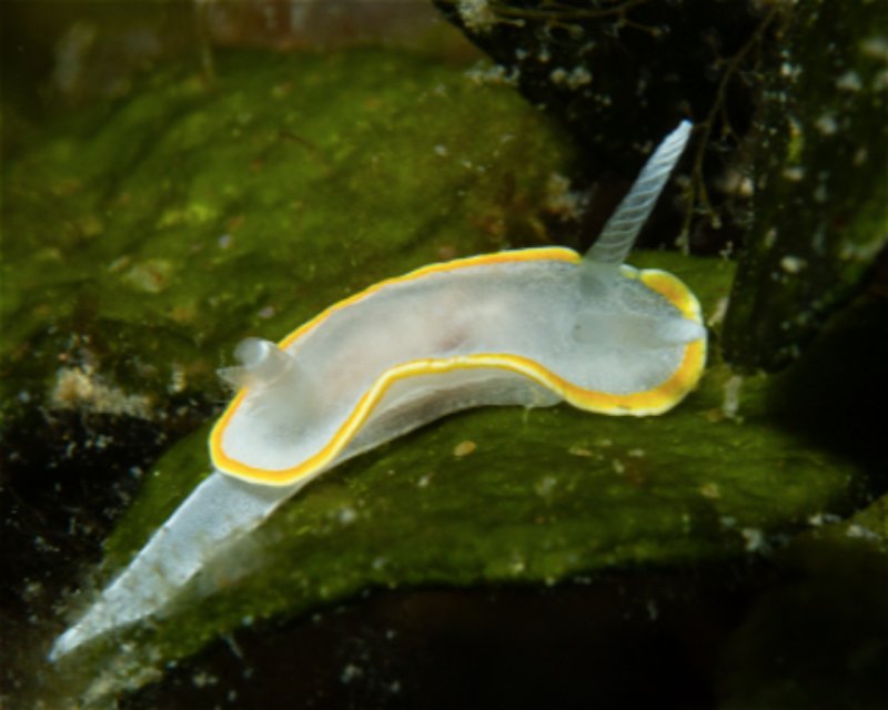 Divesite Image
