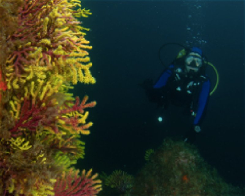 Divesite Image