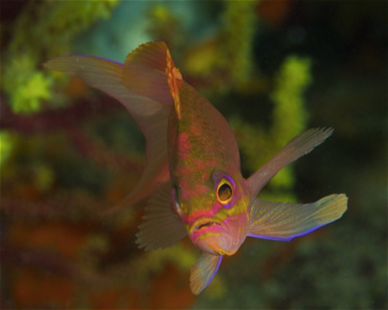 Divesite Image