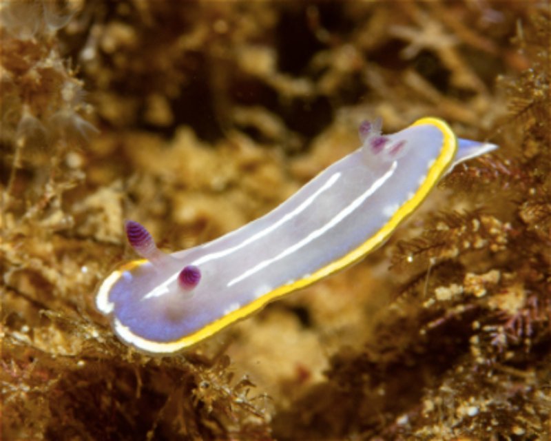 Divesite Image