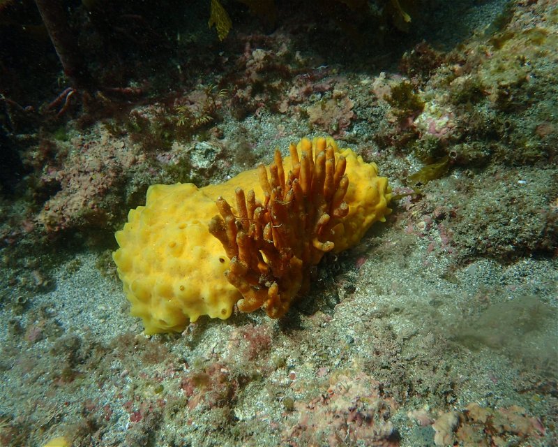 Divesite Image