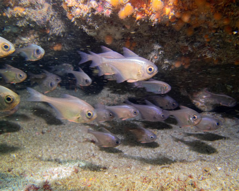 Divesite Image