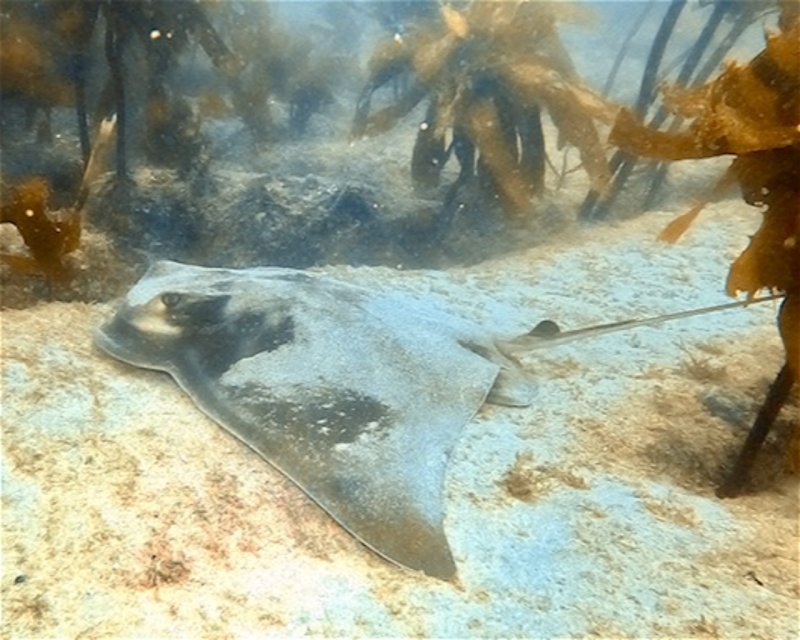 Divesite Image