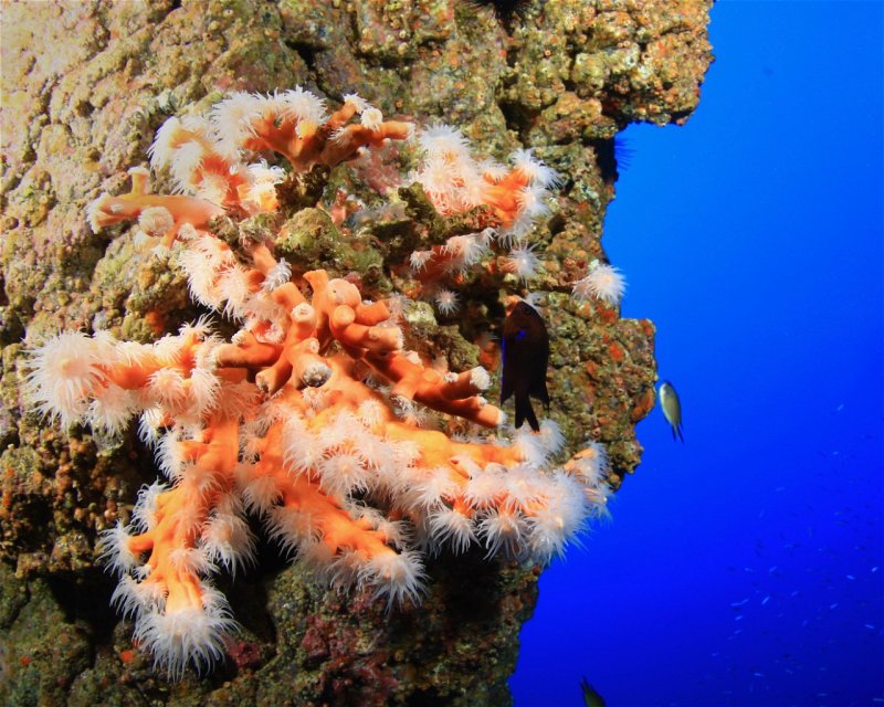 Divesite Image