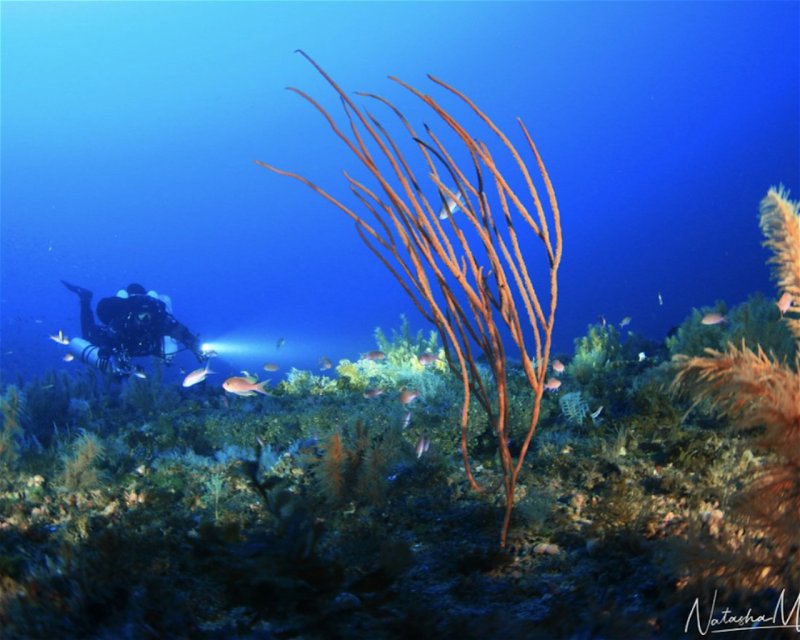 Divesite Image
