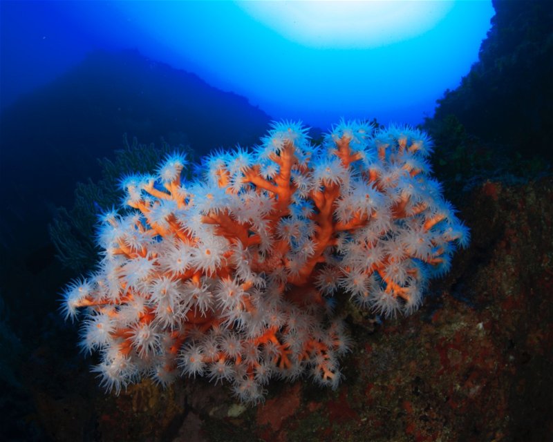 Divesite Image