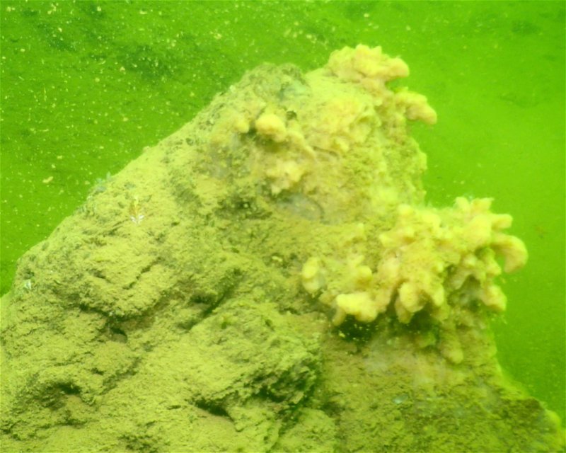 Divesite Image