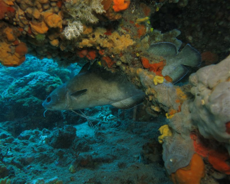 Divesite Image